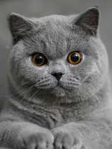 Pure Breed British Short Blue Cat Young Cat Blue White Cat Cub Cub Blue Cat Fat Son British Short Hairy Cat Pet Kitty