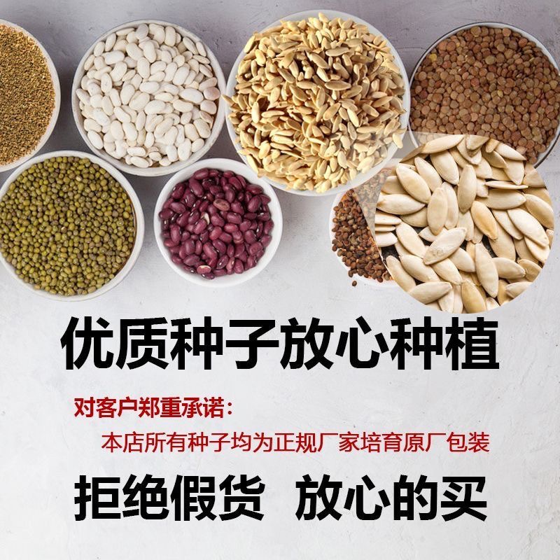 蔬菜种子四季适播种孑小葱香菜菠菜上海青家庭阳台盆栽小菜园种籽