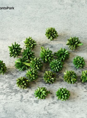 【绿色多头星】天然植物手工diy材料素材圣诞花环圣诞树幼儿环创