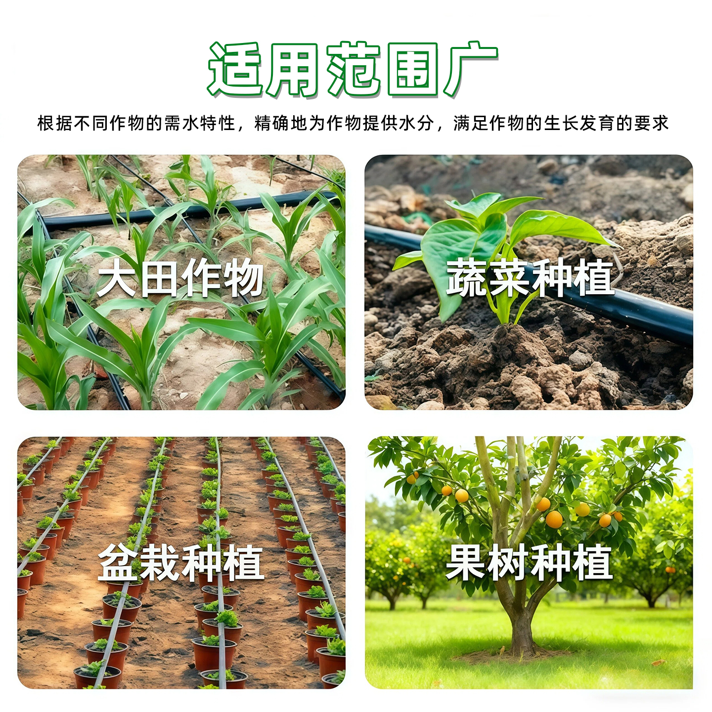 贴片式滴灌带农用自动滴水管贴片式大棚蔬菜草莓用灌溉水带滴灌管 - 图3