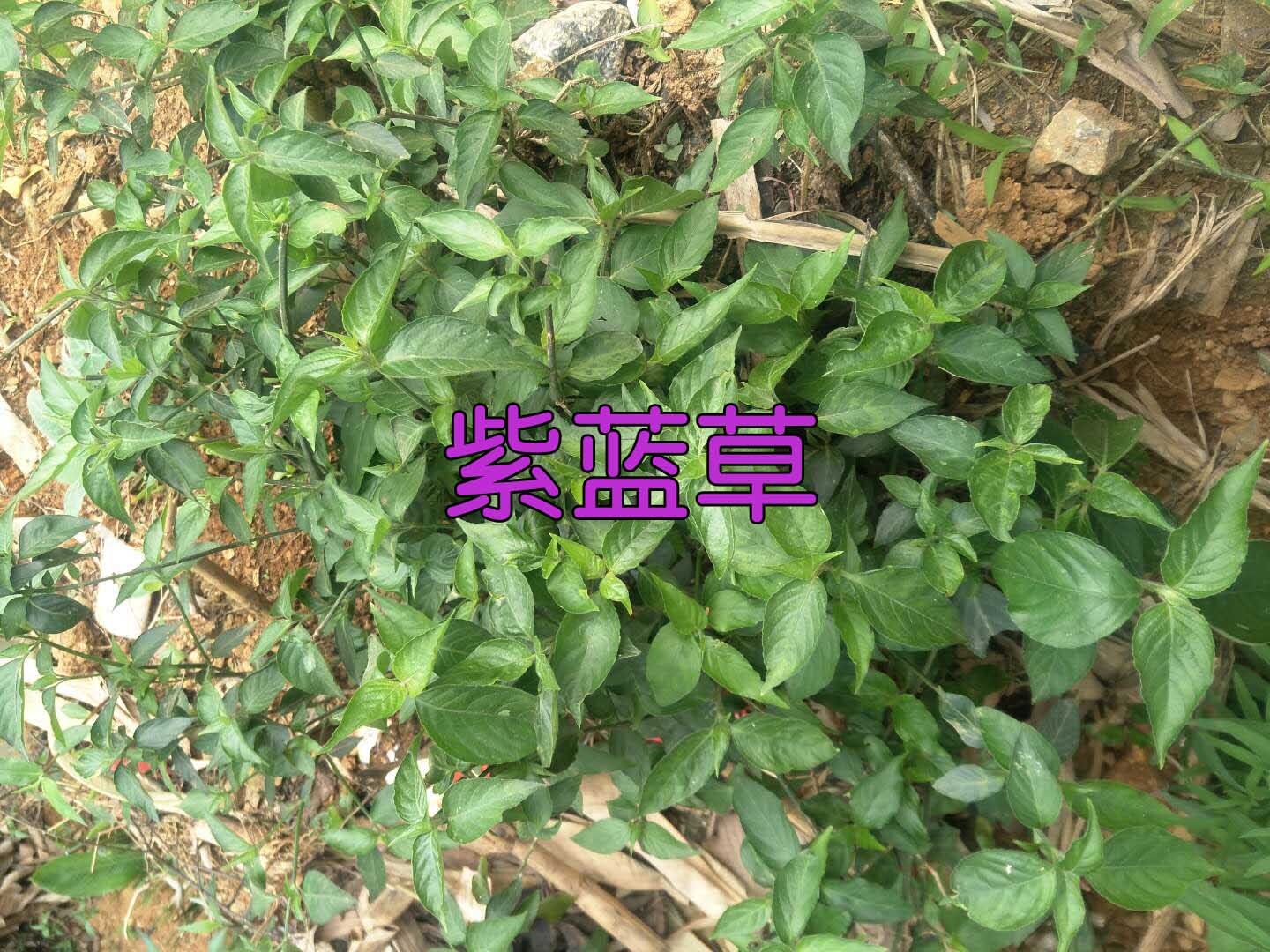 新鲜红蓝草紫色500g广西五色糯米饭紫色花n米饭植物染料紫蓝草红