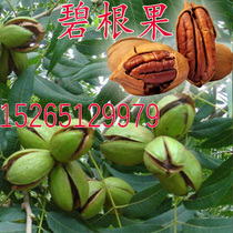 Walnut Sapling American Bibingen Fruit Tree Marry Seedling Longevity Fruit the year results Southern Northern growing Potted plants