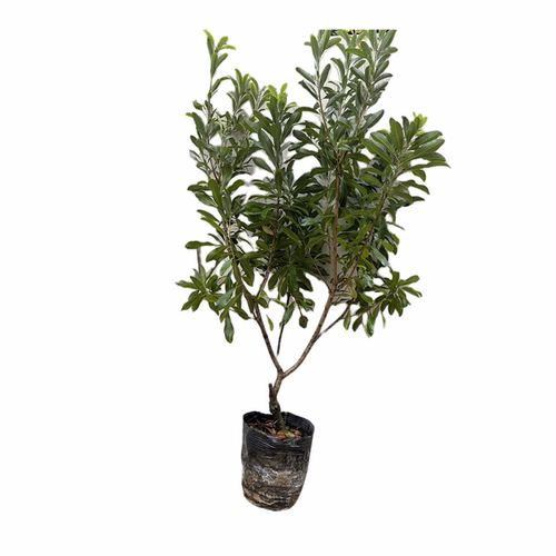 晚稻大杨梅树树苗浙江东魁大树大果特大号水果树果苗南方种植盆栽 - 图3