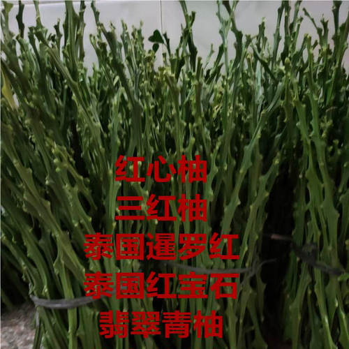柚子嫁接枝条穗平和红心三红葡萄柚泰国红宝石暹罗红柚枝条 - 图1