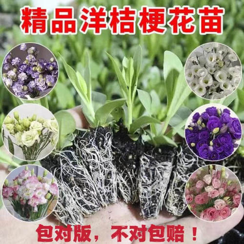 洋桔梗花苗重瓣高杆大花多季节开阳台庭院鲜活小苗耐寒耐热易成活 - 图0