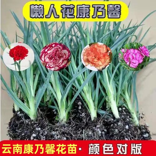 云南发货12棵康乃馨花苗多年生重瓣好种植阳台室内外盆栽花卉植物 - 图1