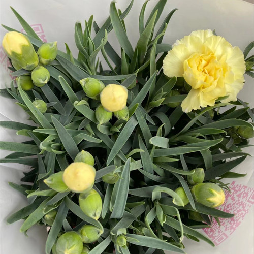 多头重瓣康乃馨花苗可盆栽地栽母亲节鲜花阳台窗台好养的花期好种 - 图3