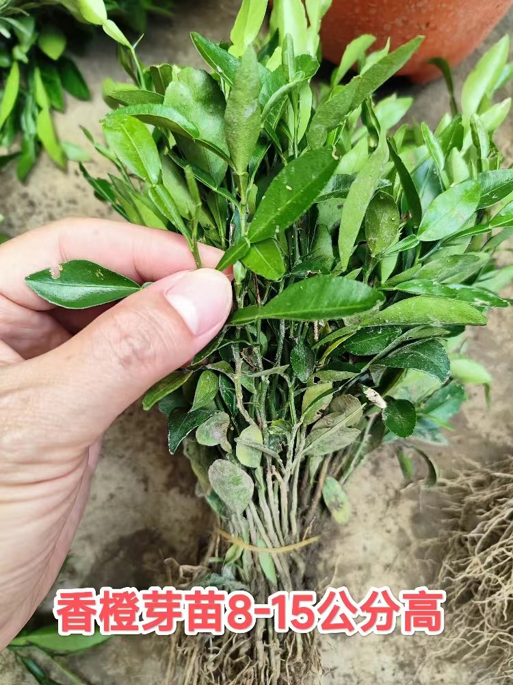 香橙砧木苗小叶软枝香橙苗柑橘嫁接专用香橙小苗香橙芽苗小叶香橙 - 图0