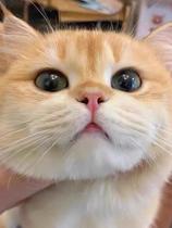 Pure Species Golden Asymptotic Cat Living British Short Silver Asymptotic Young Cat Short Footed Cat Folded Ears Kitty Cat Living Things Pet Kitty Cubs