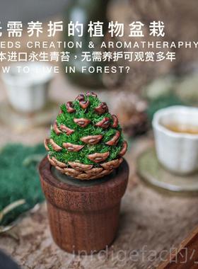 新款种籽造物青圣松薰植物摆件治香愈办公新室北欧桌面办公桌诞年