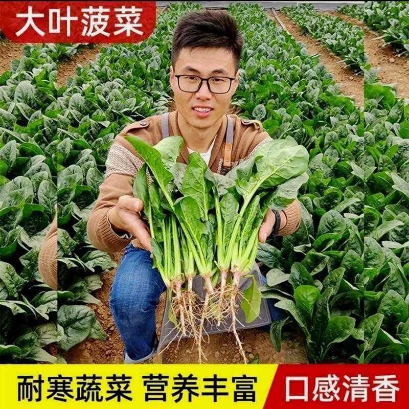 耐高温大叶菠菜种子菠菜高产耐热籽种自农家夏季秋季种菠菜四季种 - 图3