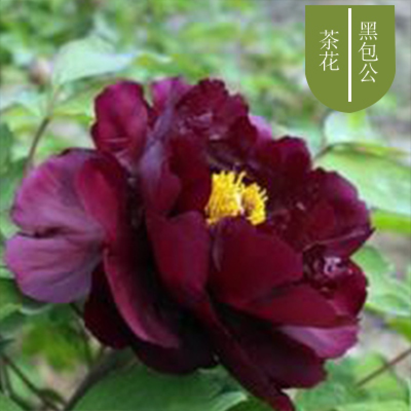 山茶花盆栽带花苞五色赤丹花卉植物室内好养茶花树苗四季开花香妃