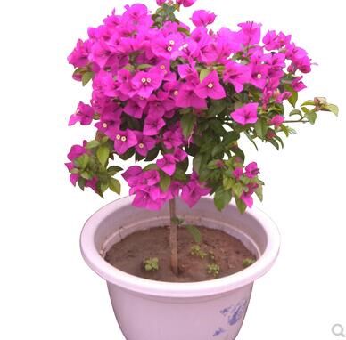 多色嫁接三角梅盆栽带花三角梅勤花品种老桩室内花卉植物四季开花,淘宝优惠券,粉丝福利购,淘宝优惠卷