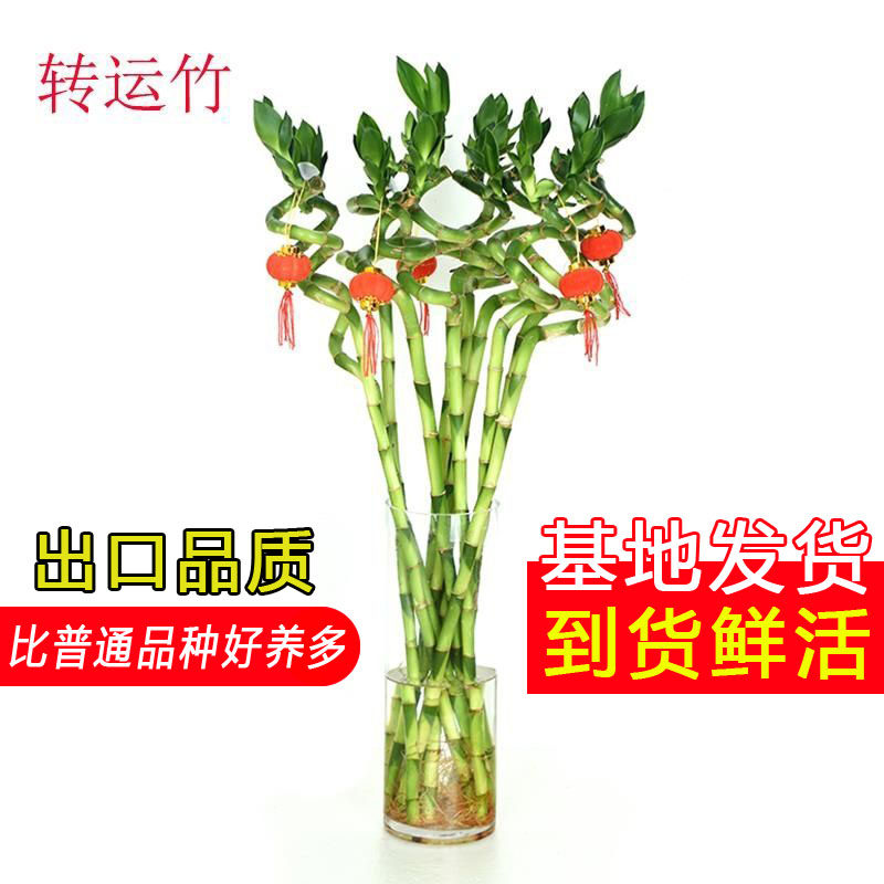 带根富贵竹转运竹植物水养盆栽客厅弯竹龙竹开运竹子招财水培绿植,淘宝优惠券,粉丝福利购,淘宝优惠卷