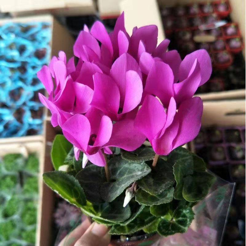 仙客来盆栽带花大花重瓣花卉植物室内花种球大盆阳台仙鹤来原生根,淘宝优惠券,粉丝福利购,淘宝优惠卷