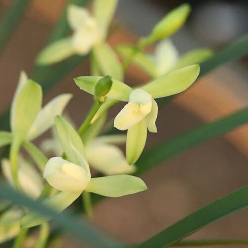 兰花建兰铁骨素心带花苞耐寒四季兰开花浓香室内阳台绿植花卉盆栽 - 图1