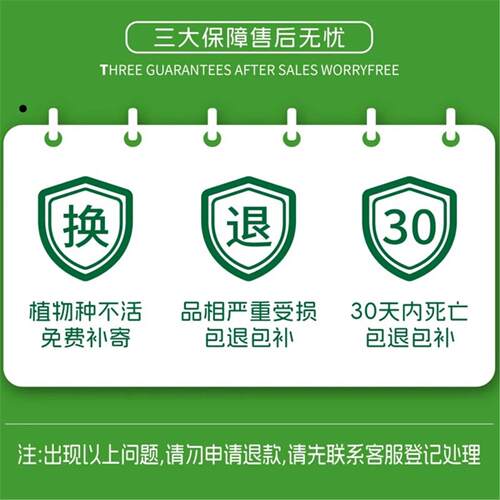 富贵竹水培植物带根文昌竹龙竹观音竹转运竹水养客厅室内盆栽绿植 - 图3