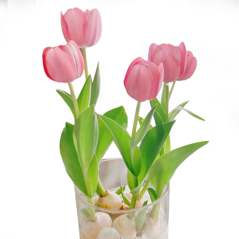 5颗郁金香种球水培套装玻璃瓶耐寒多年生四季种植风信子盆栽花卉-图3