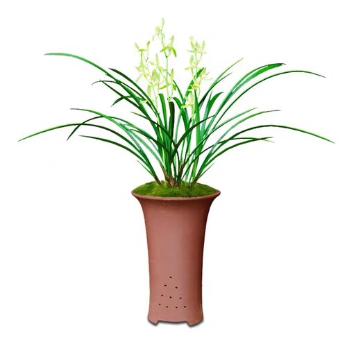 兰花建兰铁骨素心带花苞耐寒四季兰开花浓香室内阳台绿植花卉盆栽 - 图3
