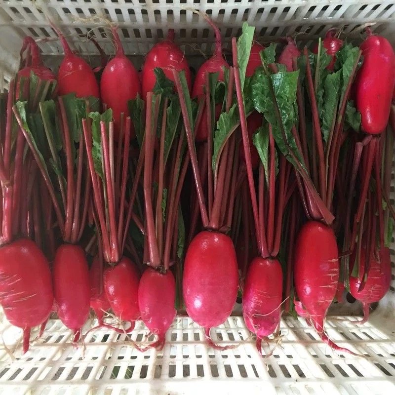 新鲜红皮萝卜9斤装红皮白心萝卜脆嫩腌制泡菜专用时令蔬菜包邮,淘宝优惠券,粉丝福利购,淘宝优惠卷