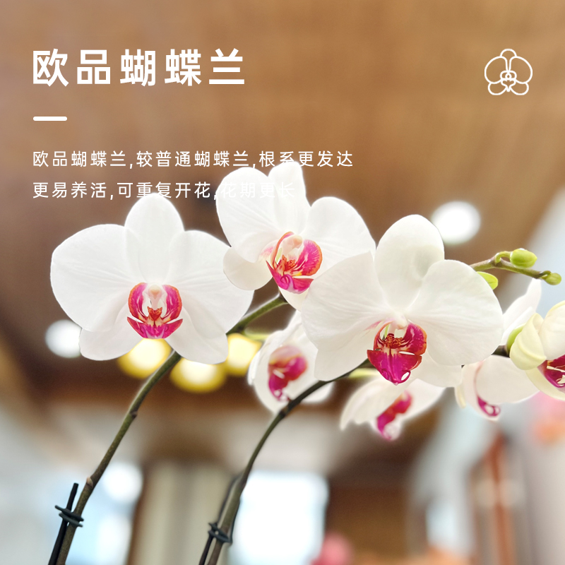 金色池塘【红眸】蝴蝶兰盆栽带花客厅花卉开业乔迁鲜花节日礼物-图0