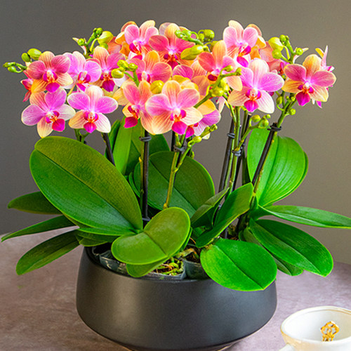 金色池塘欧苗蝴蝶兰盆栽带花带花苞室内花卉开业乔迁鲜花节日礼物 - 图1
