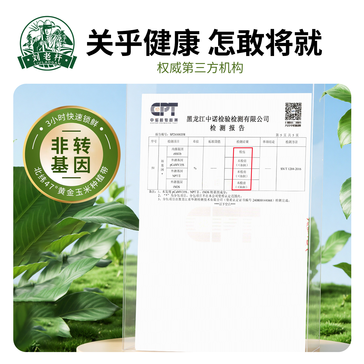 2025东北黑龙江黄糯玉米新鲜软糯粘黏新鲜现摘真空装代餐玉米棒