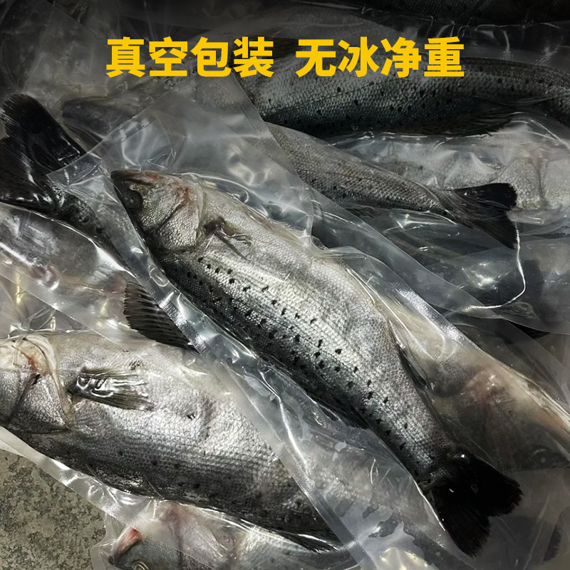 海鲈鱼新鲜冷冻海鲜3斤3条七星鲈鱼海鲜水产鱼类,淘宝优惠券,粉丝福利购,淘宝优惠卷