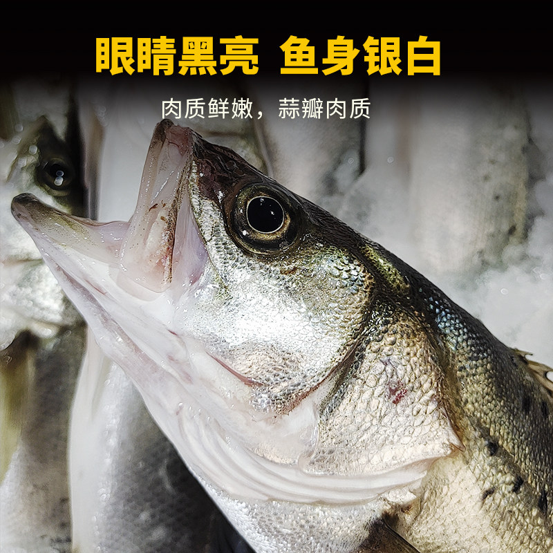 海鲈鱼新鲜冷冻海鲜3斤3条七星鲈鱼海鲜水产鱼类,淘宝优惠券,粉丝福利购,淘宝优惠卷