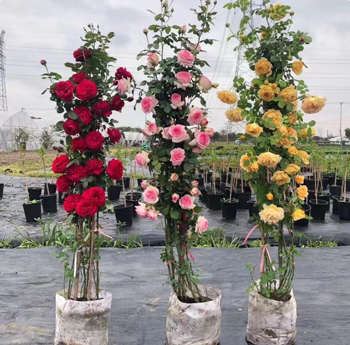 带花发货藤本月季四季开花蔷薇花苗爬藤攀援植物庭院阳台楼顶别墅 - 图2