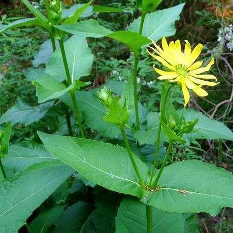 串叶松香草种子 多菊花牧草 牛羊籽鹅生猪年畜禽草香槟 - 图1