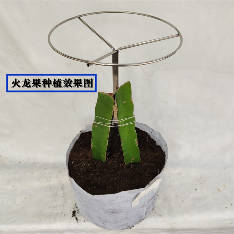 不锈钢火龙果架子支架盆栽固定种植绿植支架顶圈架家用花架爬藤架 - 图2