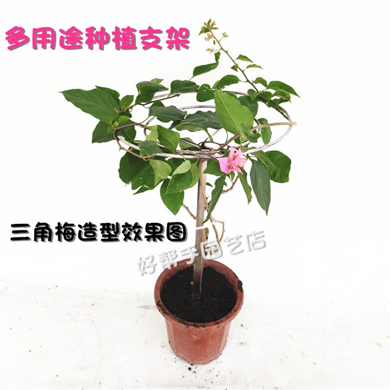 不锈钢火龙果架子支架盆栽固定种植绿植支架顶圈架家用花架爬藤架 - 图3