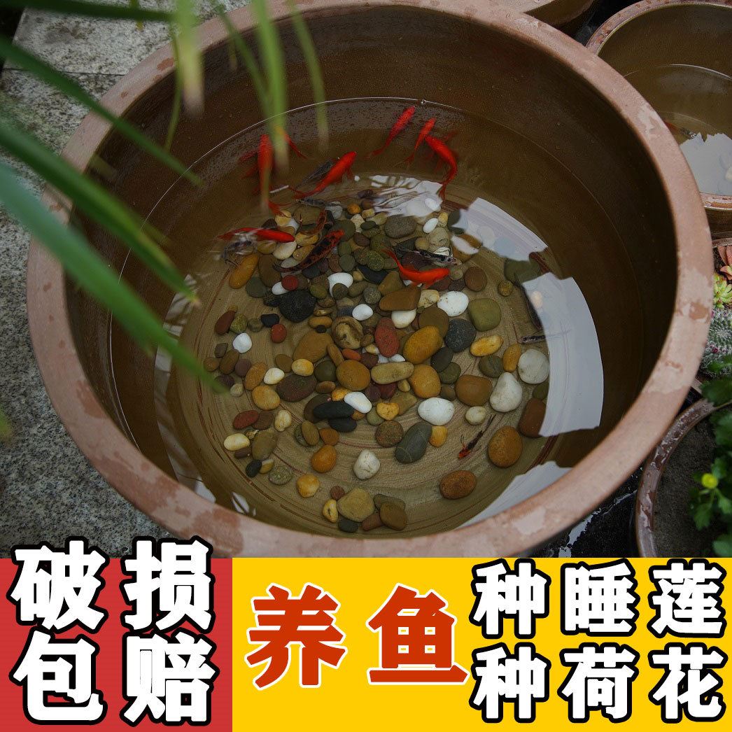 养鱼阳台陶瓷盆大号特大老式水缸泥盆鱼缸大型睡莲荷独立式庭院家-图0