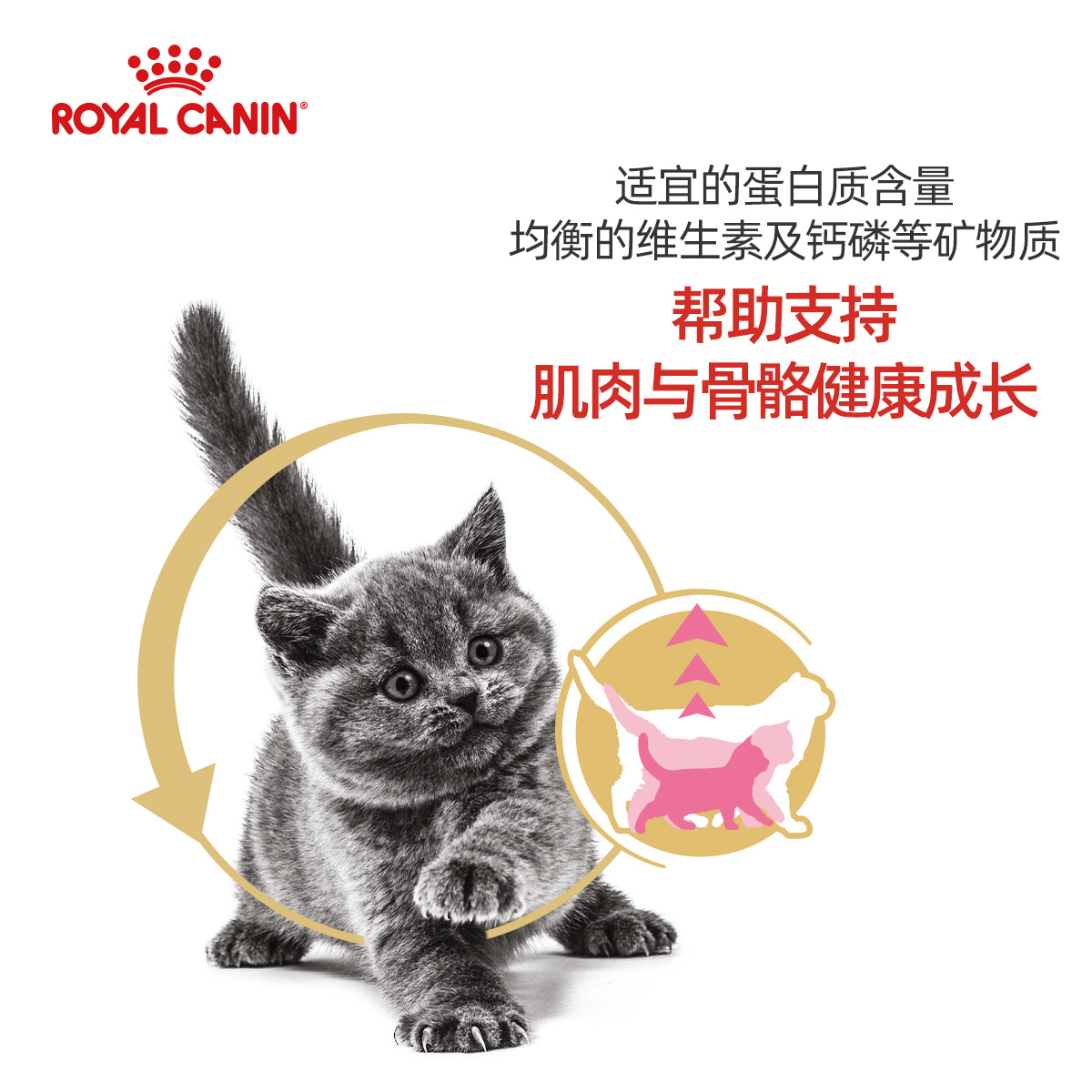 皇家猫粮BSK38英国短毛猫幼猫全价粮2kg蓝猫小猫专用支持免疫主粮-图3