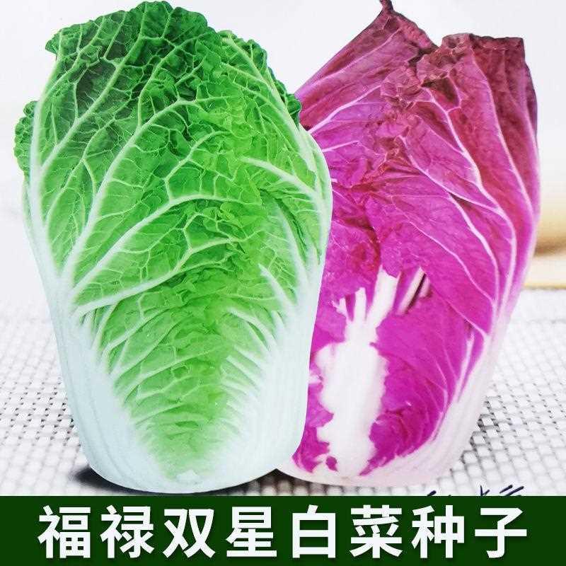 福禄双星白菜种子紫菜园孑绿大白菜农家蔬菜种籽双色白菜白菜包心 - 图0