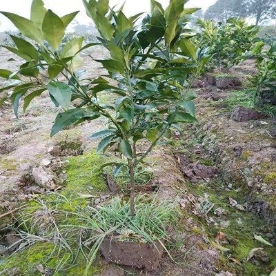 黄岩无核蜜桔苗 嫁接桔子树苗 甜橘子 黄岩蜜桔果树苗当年结果树 - 图1
