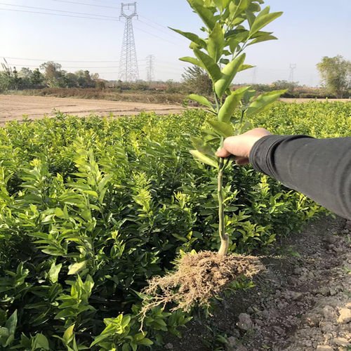 黄岩无核蜜桔苗 嫁接桔子树苗 甜橘子 黄岩蜜桔果树苗当年结果树 - 图2