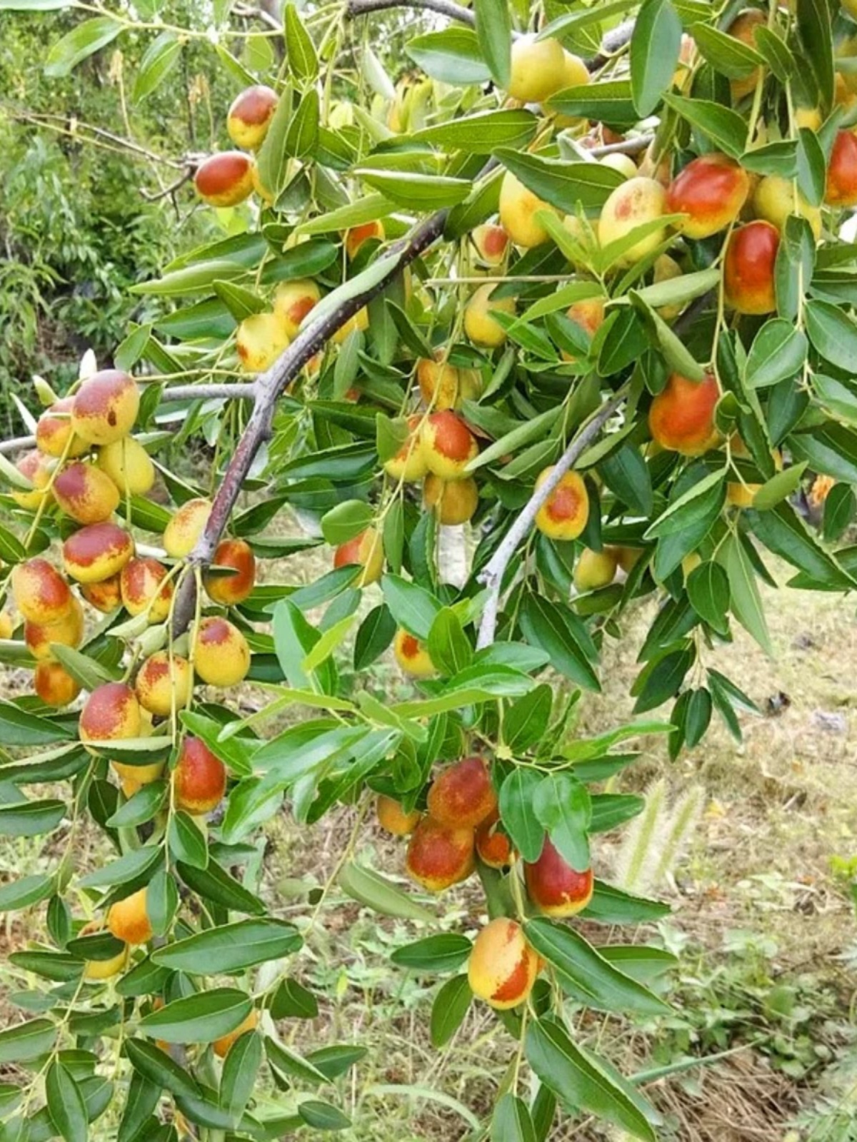 枣树活苗沾化冬枣青枣树苗南方北方种植庭院地栽果树果苗当年结果-图0