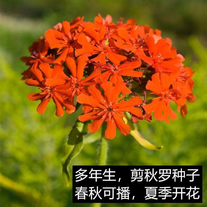 大花剪秋萝种子春播花园易种子景观播种花耐寒多年生绿化花卉四季 - 图1