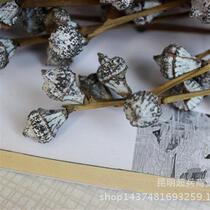 ten Carat Star Anise Plum Eucalyptus Fruit Yugali Fruit Raw Material