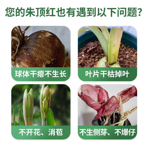 花肥谷朱顶红种球爆仔肥壳寡糖农用聚谷氨酸微生物菌剂有机水溶肥 - 图0