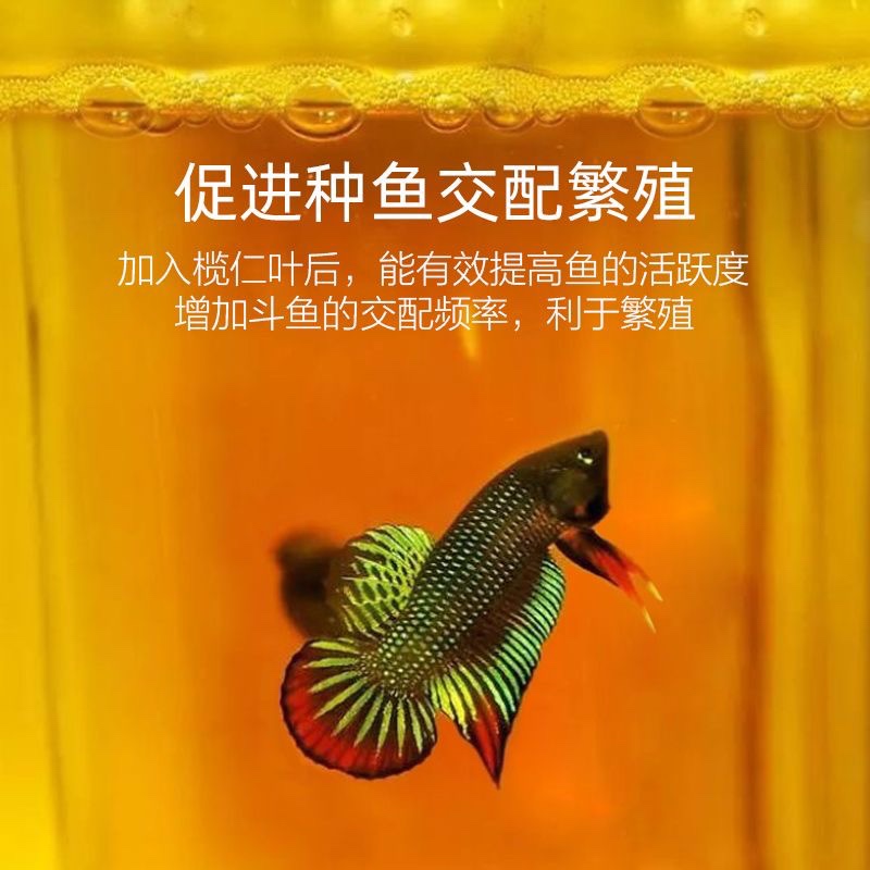 榄仁叶斗鱼懒人叶鱼龟缸降酸PH值调节剂水族水质改善 - 图2