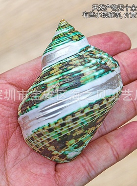 2025新款绿螺条纹天然海螺贝壳装饰家居摆件广口创意寄居蟹