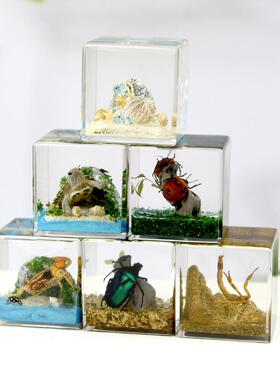 千年虫大立方体微景观树脂标本黄蝎金龟乌龟招潮蟹寄居蟹创意摆件