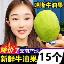 Domestic Yunnan Haas butter fruits 15 Due Season Fresh Fruit Whole Boxes Wholesale Cooked Through flow Oil really fragrant