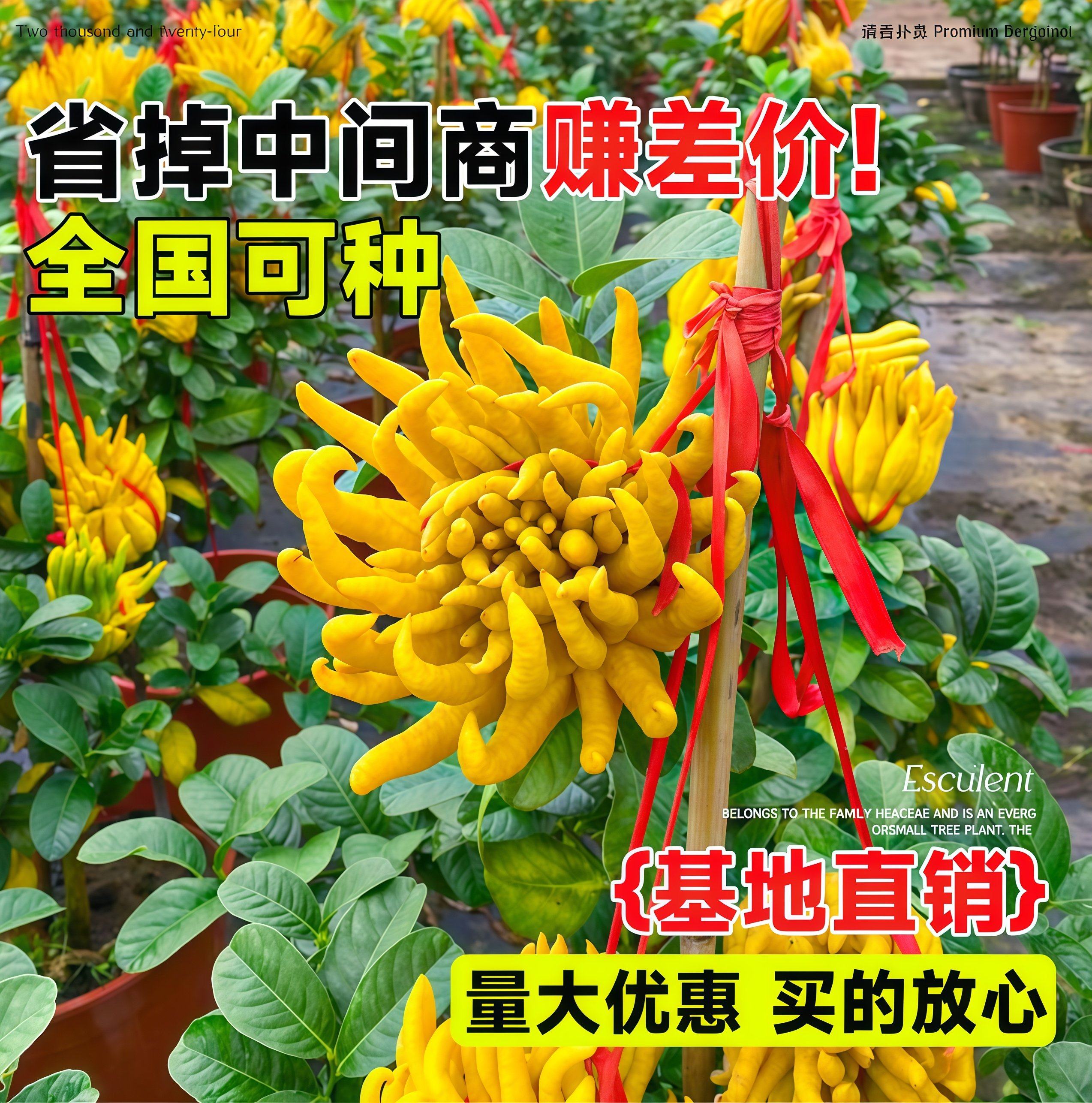 佛手柑树苗盆栽带果室内阳台庭院老桩金华佛手鲜果树好养花卉绿植,淘宝优惠券,粉丝福利购,淘宝优惠卷