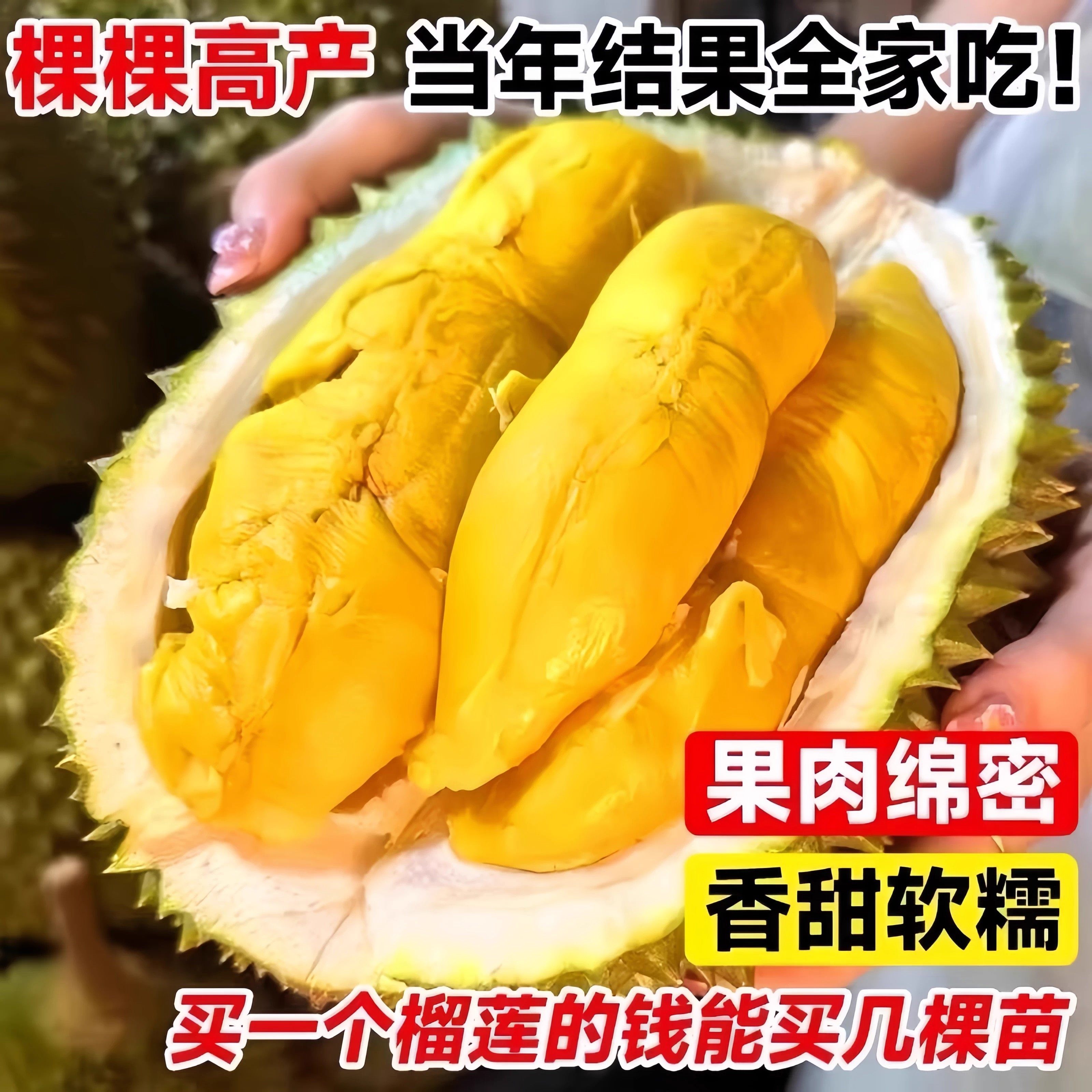 金枕榴莲树果苗南北方种植猫山王耐寒嫁接盆栽地栽广西正宗果树苗,淘宝优惠券,粉丝福利购,淘宝优惠卷