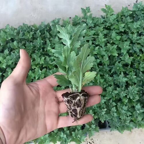 精品大菊花苗耐寒耐热菊花盆栽九月菊荷兰菊金丝菊室内外开花花卉 - 图3