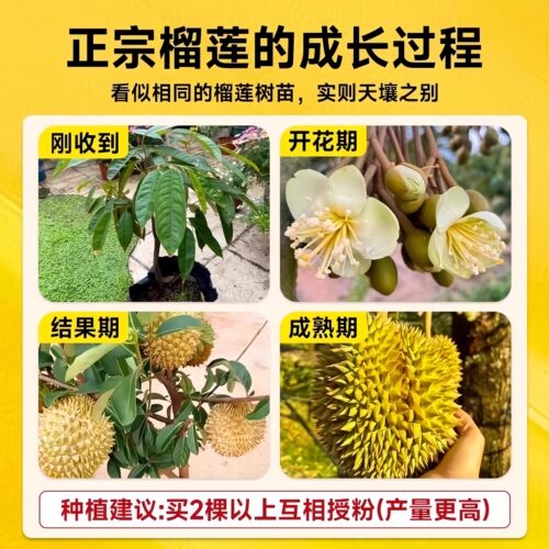 金枕榴莲树果苗南北方种植猫山王耐寒嫁接盆栽地栽广西正宗果树苗 - 图3